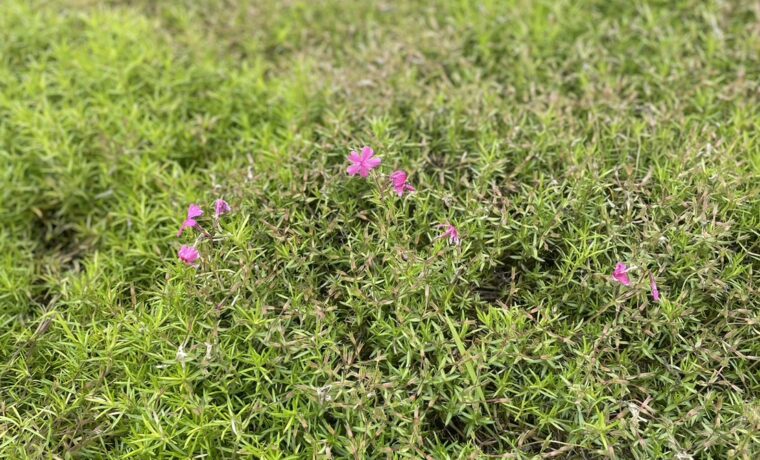 芝桜