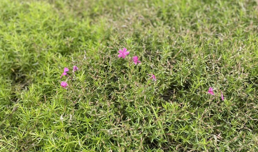 芝桜