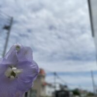 デルフィニウム