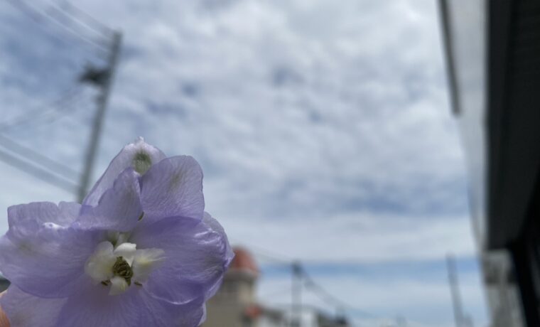デルフィニウム