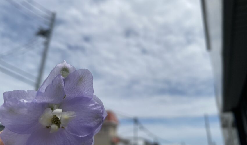 デルフィニウム
