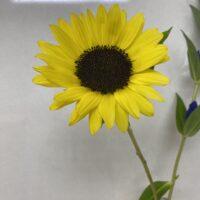 ひまわり