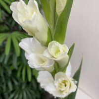 グラジオラス